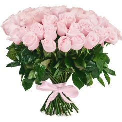 Велюровые мечты букет из 51 розовой розы